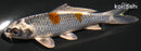 4.5" BENI GINGA