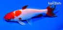 5" SARASA WAKIN GOLDFISH