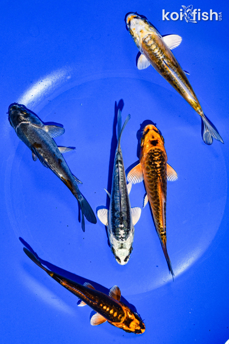 PACK OF (5) 3-4" STANDARD GHOST KOI