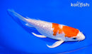 7.5" GINRIN HARIWAKE BUTTERFLY