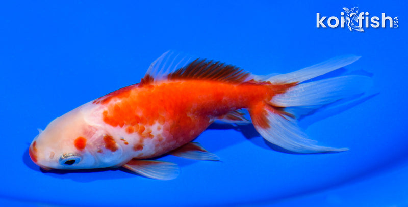 5.25" WATONAI GOLDFISH