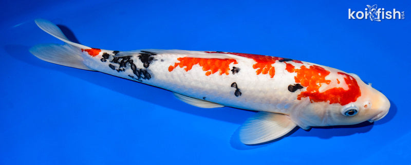 15.25" SANKE