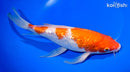 10.75" GINRIN KOHAKU BUTTERFLY