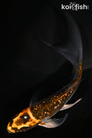 5.5" GINRIN BENI GINGA BUTTERFLY