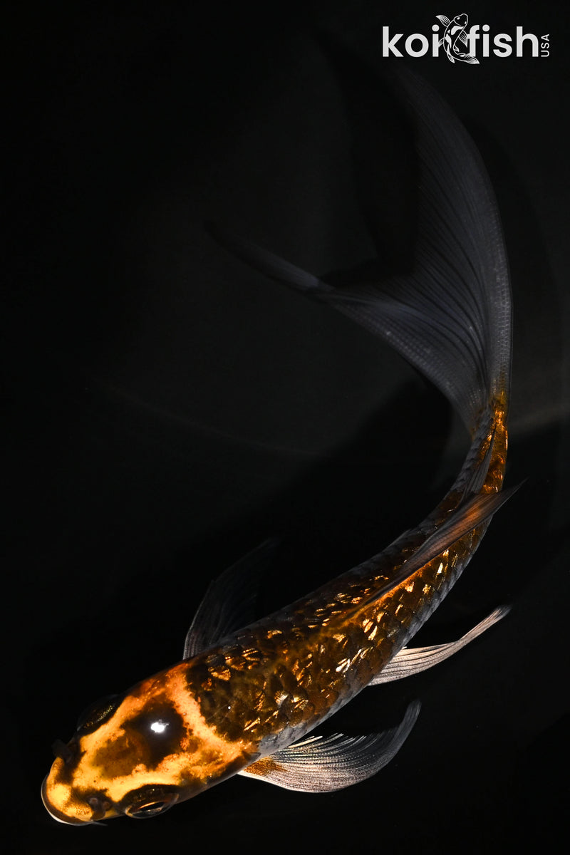 5.5" GINRIN BENI GINGA BUTTERFLY