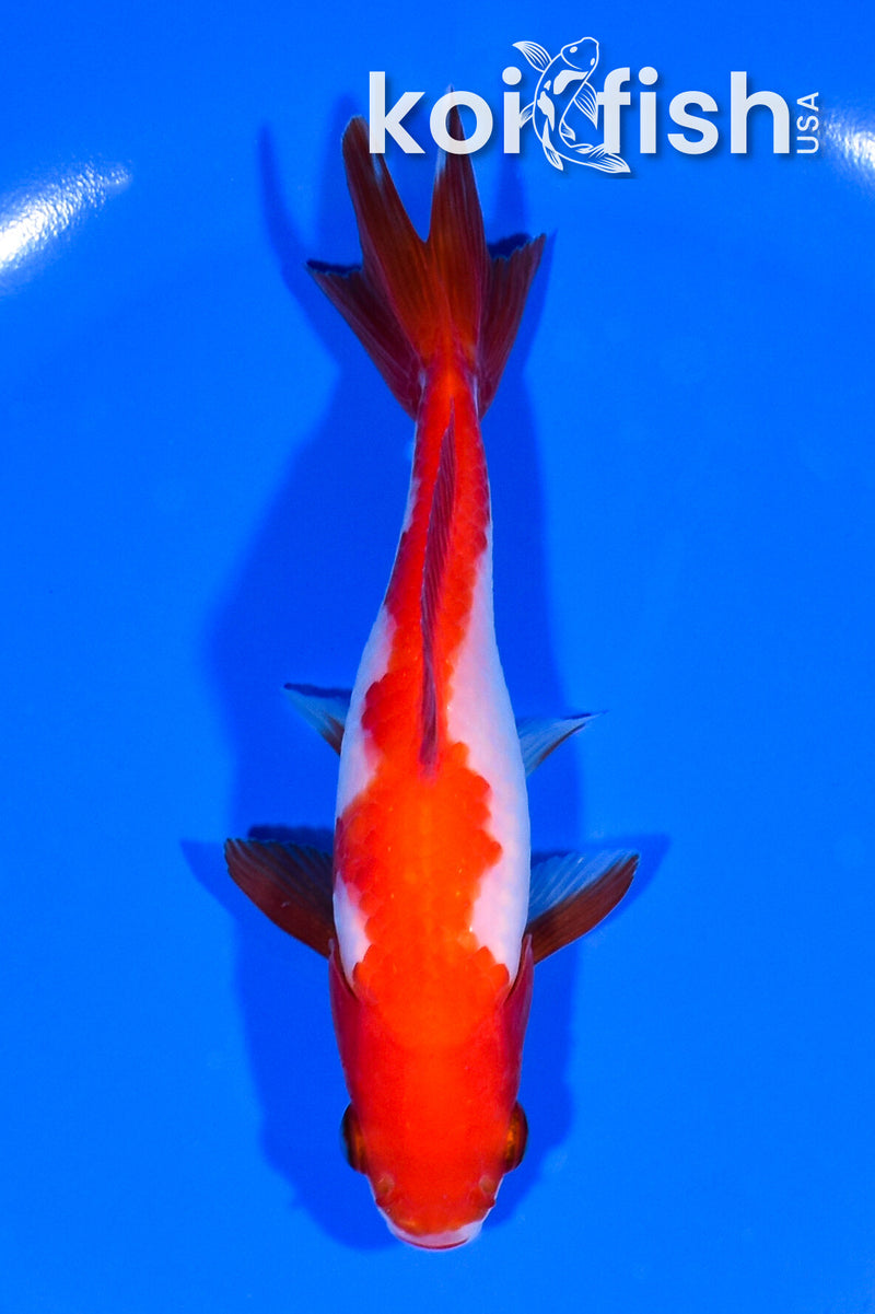 5" WAKIN GOLDFISH