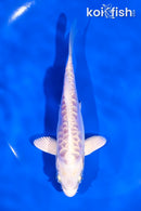 5" ARAGOKE PLATINUM OGON