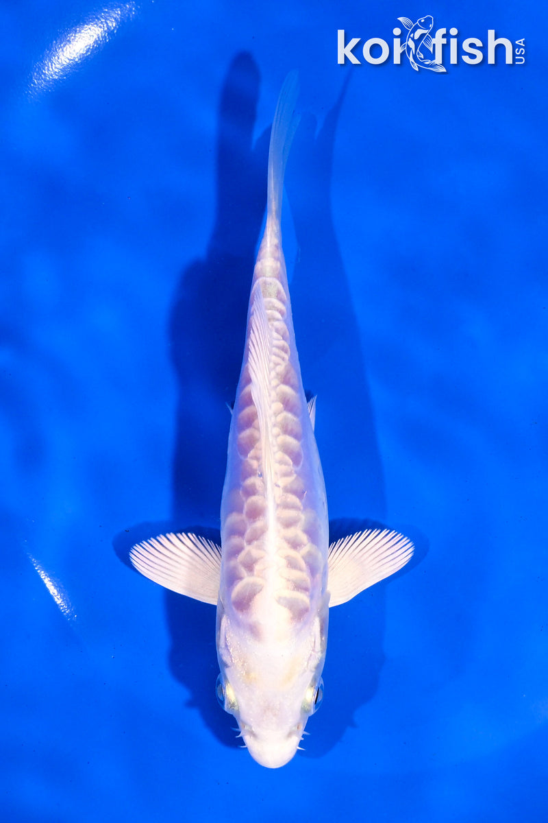 5" ARAGOKE PLATINUM OGON