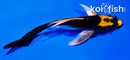 4" BENI KIKOKURYU BUTTERFLY