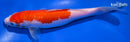 7.75" KOHAKU