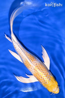 9.5" LEMON HARIWAKE BUTTERFLY