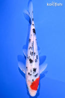 8" SANKE