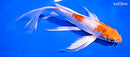 8" HARIWAKE BUTTERFLY