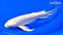 7" GINRIN PLATINUM OGON BUTTERFLY