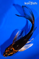 5.25" BENI GINGA BUTTERFLY