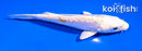 5" LEMON HARIWAKE