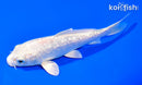 5.75" GINRIN PLATINUM OGON