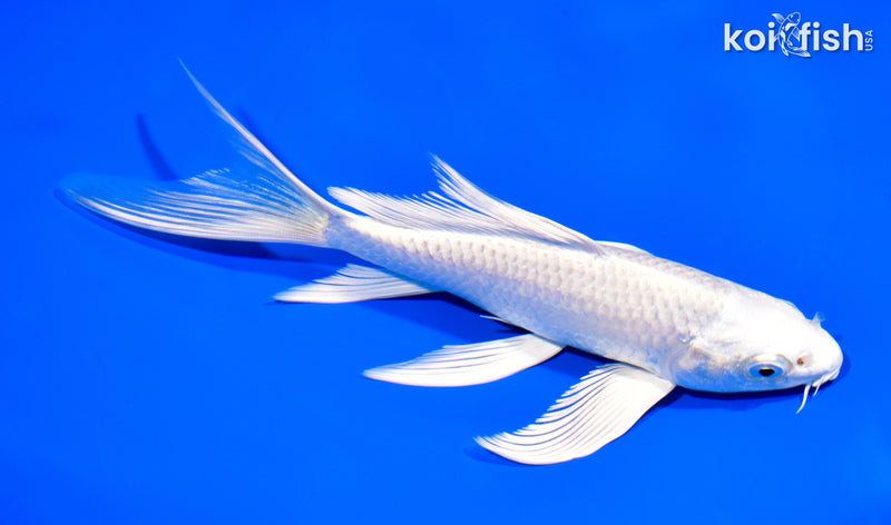 7" PLATINUM OGON BUTTERFLY