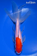 6.5" WATONAI GOLDFISH