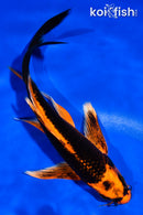 6.5" ORENJI MATSUBA BUTTERFLY