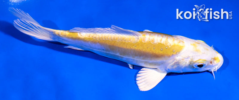 5" DOITSU LEMON HARIWAKE