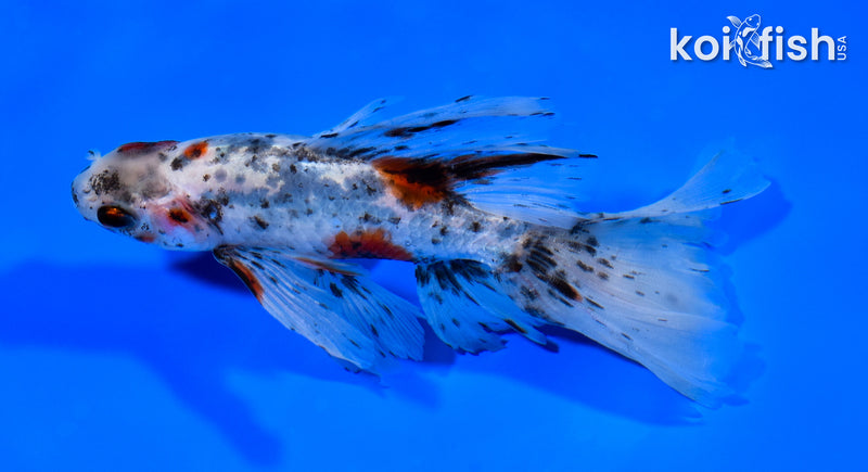 5.75" CALICO WATONAI GOLDFISH