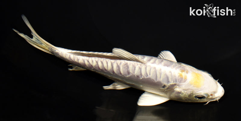5.75" DOITSU HARIWAKE