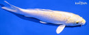 6.25" LEMON HARIWAKE
