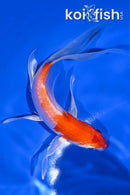 5.75" HARIWAKE BUTTERFLY