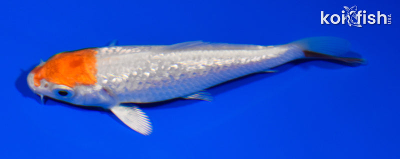 3.5" GINRIN TANCHO HARIWAKE