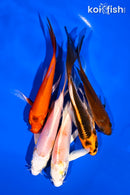 PACK OF (5) 4.5-6" BUTTERFLY KOI