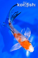 5.25" YAMATO NISHIKI BUTTERFLY