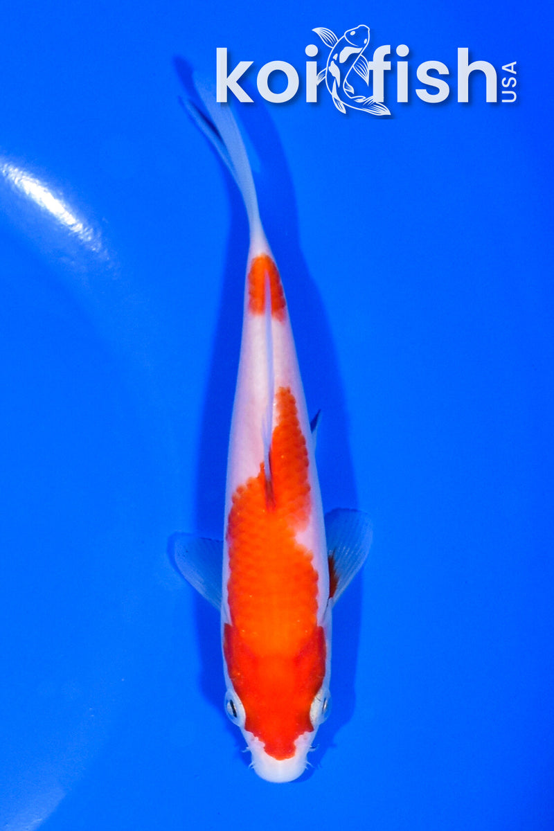5.25" KOHAKU