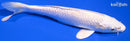 6.75" PLATINUM OGON