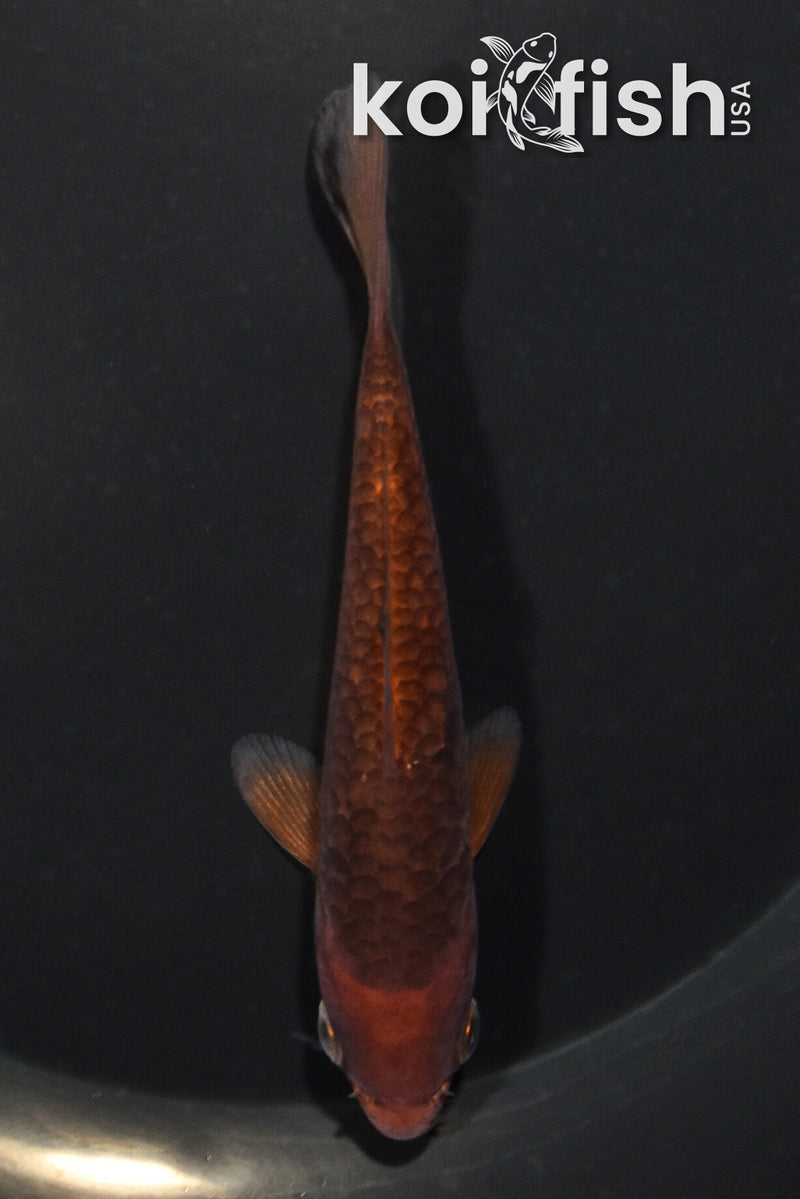 4.5" ARAGOKE CHAGOI