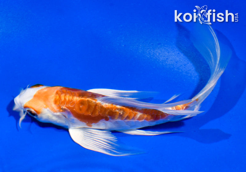 5" ARAGOKE HEISEI NISHIKI BUTTERFLY