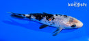 5.5" GINRIN SHIRO BEKKO
