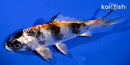 5.25" KIN SHOWA