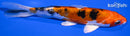 5.5" HEISEI NISHIKI