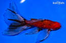 6.25" CALICO WATONAI GOLDFISH