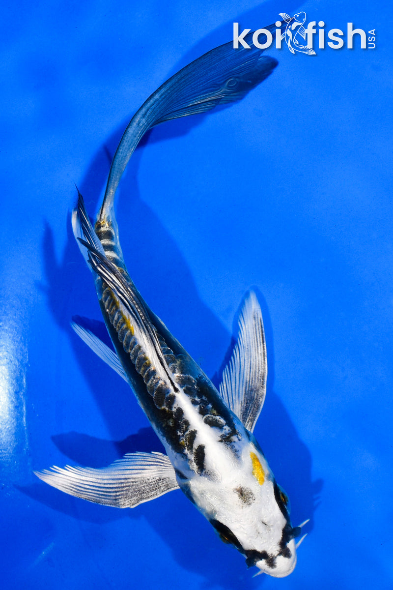 5.5" KIN KIKOKURYU BUTTERFLY