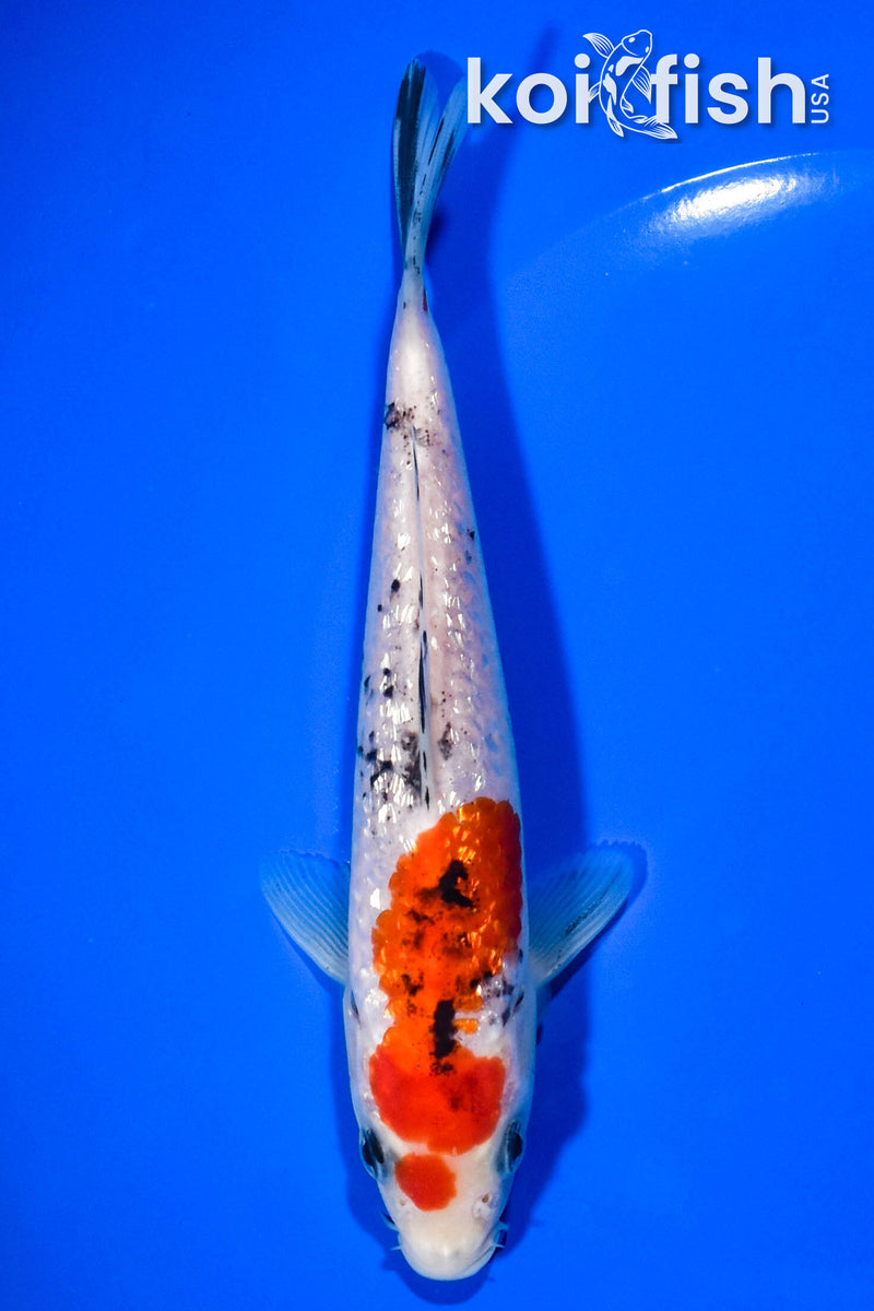 6.25" GINRIN SANKE