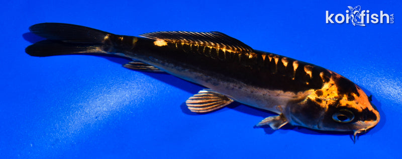 5.5" ARAGOKE BENI KIKOKURYU