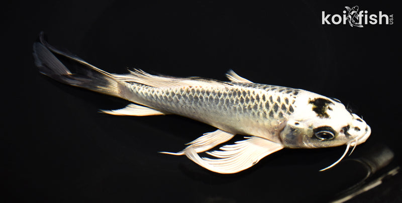 8.25" GINGA BUTTERFLY