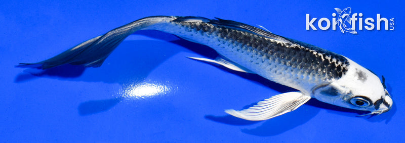 5.5" GIN MATSUBA BUTTERFLY