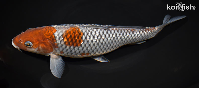 11.5" GINRIN OCHIBA SHIGURE