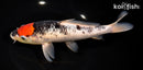 9" TANCHO GOSHIKI