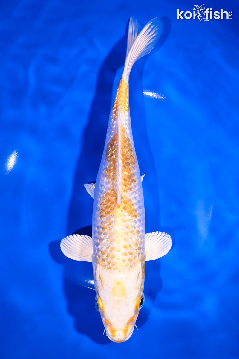 9.5" GINRIN HARIWAKE