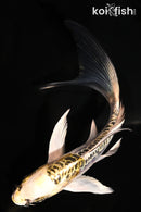 5.5" ARAGOKE KUJAKU BNUTTERFLY