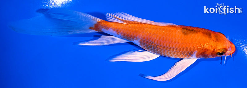 5.75" HARIWAKE BUTTERFLY